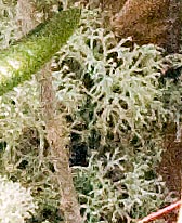 deer lichen detail