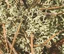 deer lichen leafy