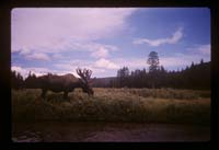 Moose near Jenny Lake