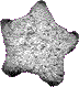 artifact pent