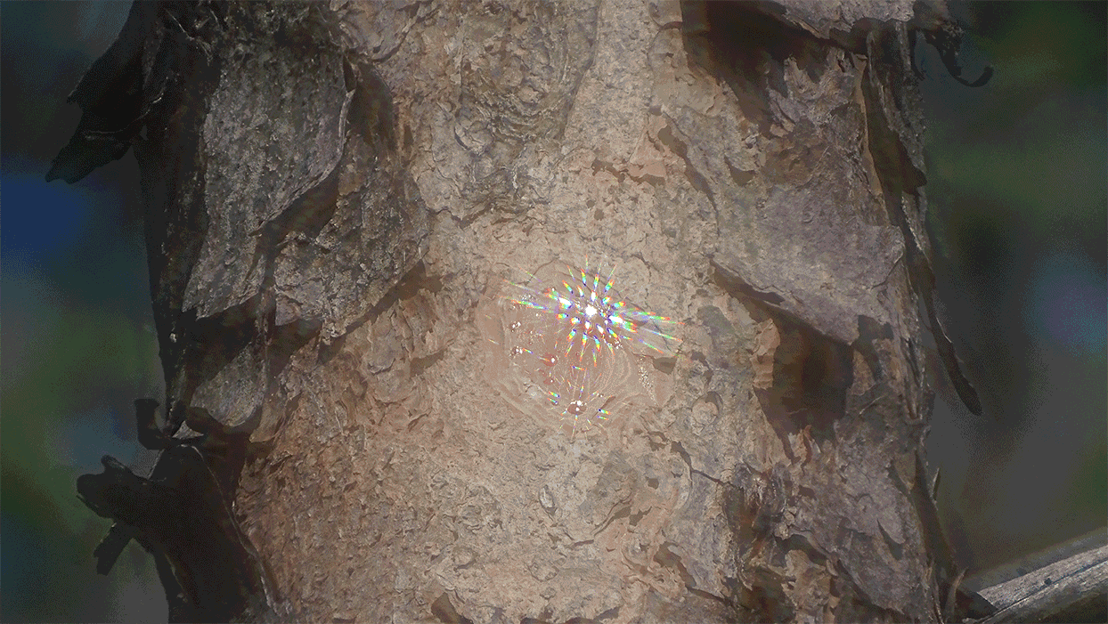 Pine tree gleam