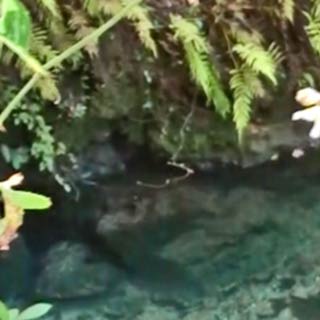 Blue Springs