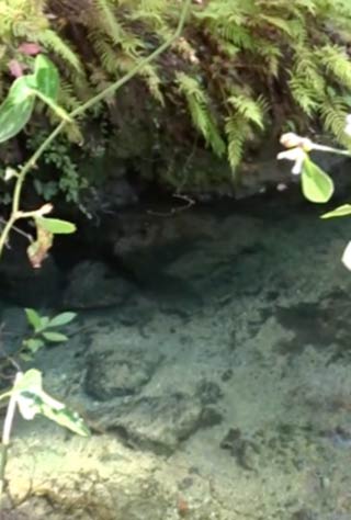 Blue Spring in December, 2015