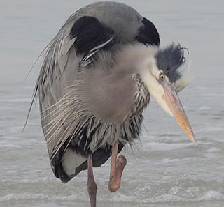 One-footed Harry, the great blue heron