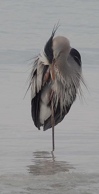Great blue heron preening