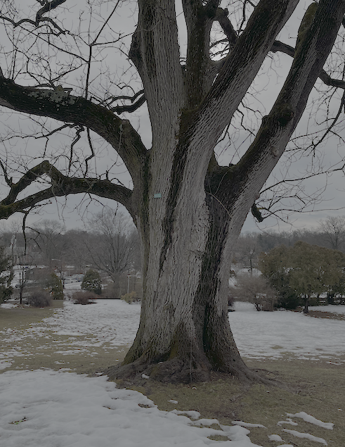 White Ash tree
