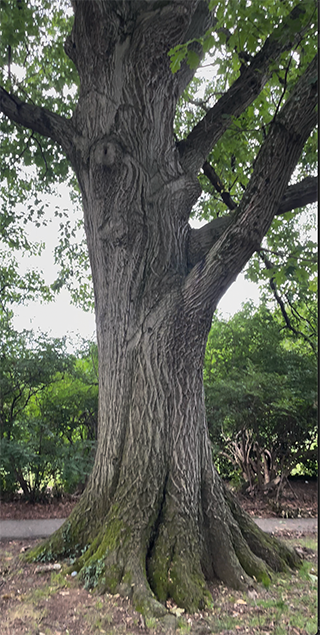Red Oak tree