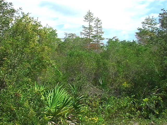 b2n09pondCypress