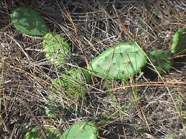 b2n22pricklyPear