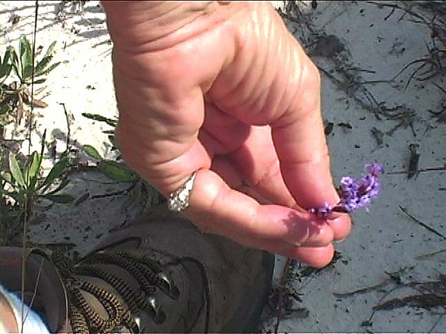 b2n44blazingStar2