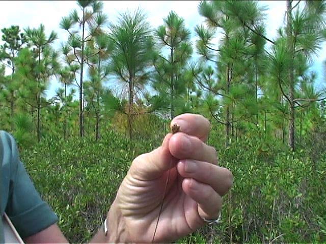 b2n57yellowEyedGrassSeedHea