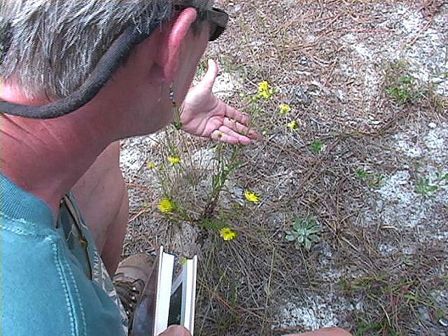 b2n60goldenAster