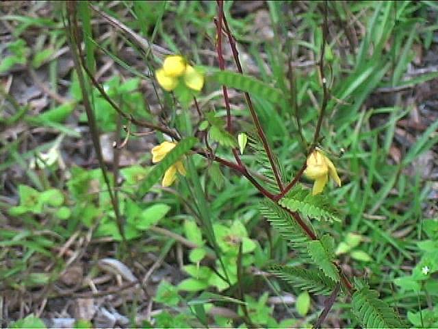 b2n73mimosaOrvetchLike1