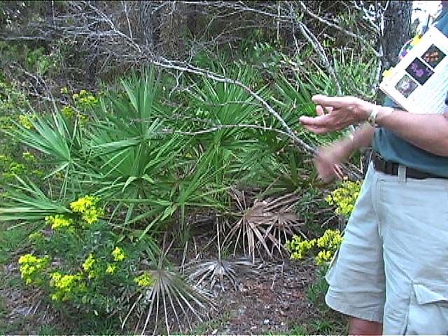 b2n75sawPalmetto