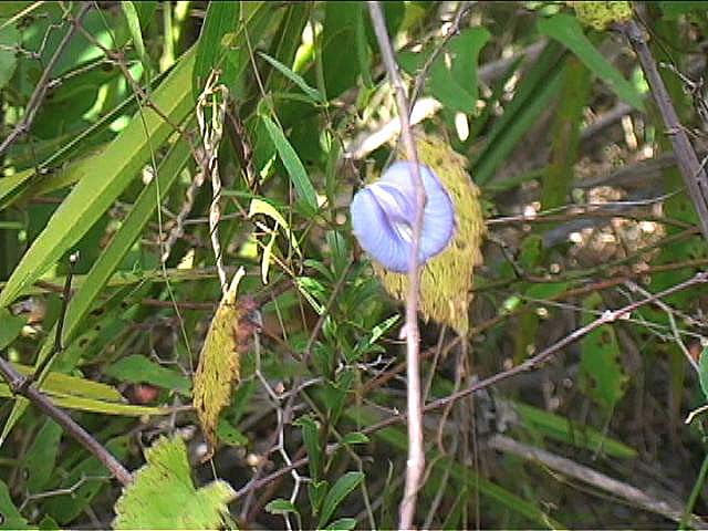 b2n76butterflyPea