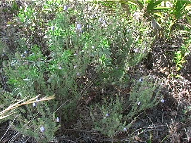 Rosemary