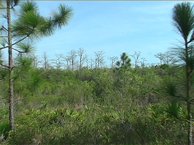 Cypress