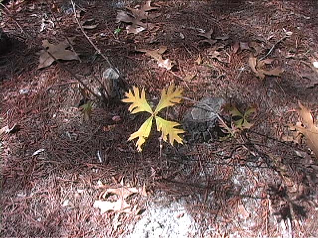Turkey Oak
