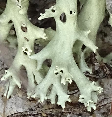 Cladonia perforata, an endangered reindeer lichen. Call it 'The Scream'