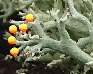 Deer Lichen with iSun NRG Xuding