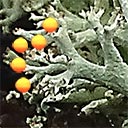 Day Out of Time 2018, Deer Lichen with iSun NRG Xuding