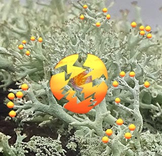 iSun cracked, breaks open generating NRG, energy with deer lichen inspiration cooperation
