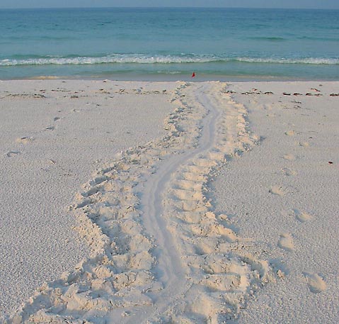 turtle track