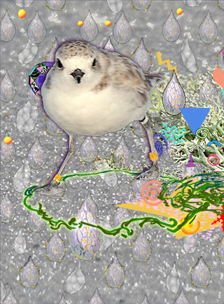 Snowy plover circling in Woman's Kundalini vision with concentrated cone communication elements