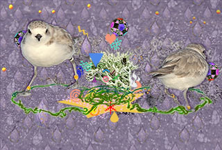 Snowy plover circling in Woman's Kundalini vision with concentrated cone communication elements