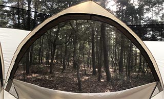 Inside Content looking at the forest