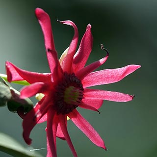 On one of the paths near a creek leading to Eastern Lake, Star Anise.