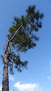 Old pine