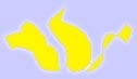 yellow iris CLB