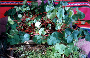 oxalis