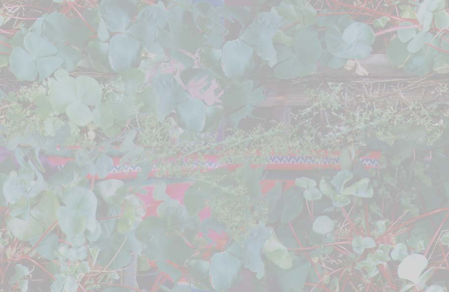 Wild oxalis plants