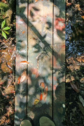 IMG_6856plank