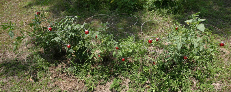 IMG_6883tomatoOrnaments