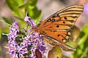 Fritillary butterfly