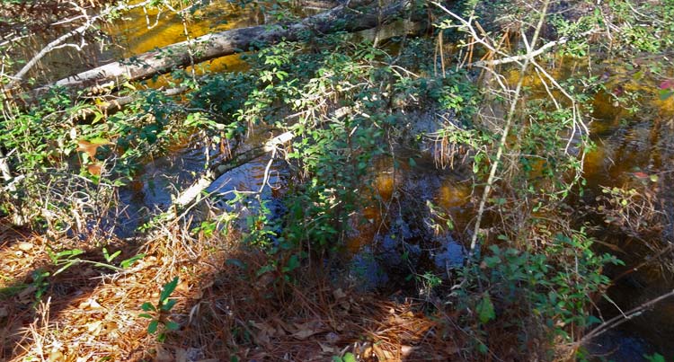 Econfina Creek (upper) 2012 January