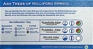 Ash Trees of Williford Spring, 2016-07-26