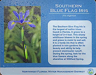 Southern Blue Flag Iris