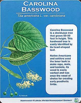 Carolina Basswood Tree 2016-07-29