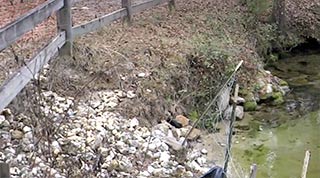 Rocks piled up to prevent or slow erosion of the banks of Williforc Creek before restoration.