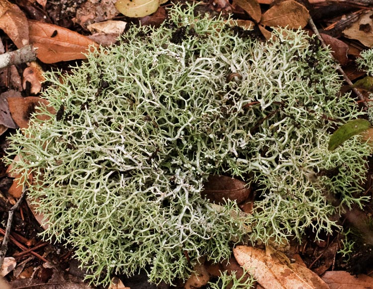 damaged deer lichen