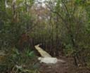 Florida Trail: CRS Cypress Creek Bridge 2010-on, 2016-12-07
