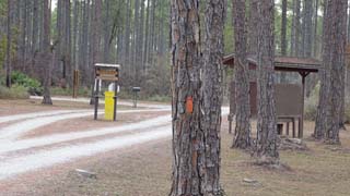 Orange blaze marking the Florida National Scenic Trail in Pine Log State Forest