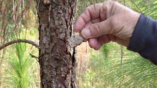 Rough scales on a young pine tree (not a longleaf pine)