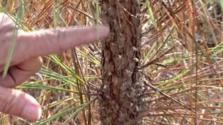 Orderly smaller scales on a young longleaf pine tree, according to Mary