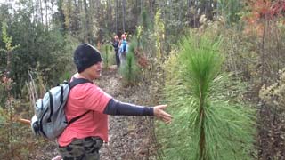 My favorite photo on the 11-13 work day is Mary admiring a young longleaf pine, amidst many of them
