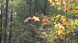 Sweet gum tree fall colors